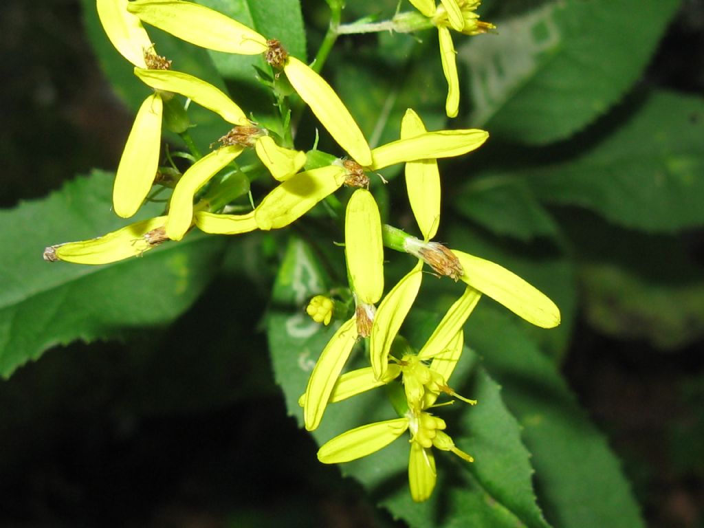 Senecio cfr. ovatus (Asteraceae)