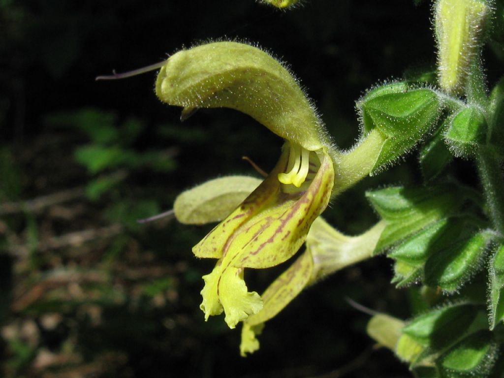 Salvia glutinosa (Lamiaceae)