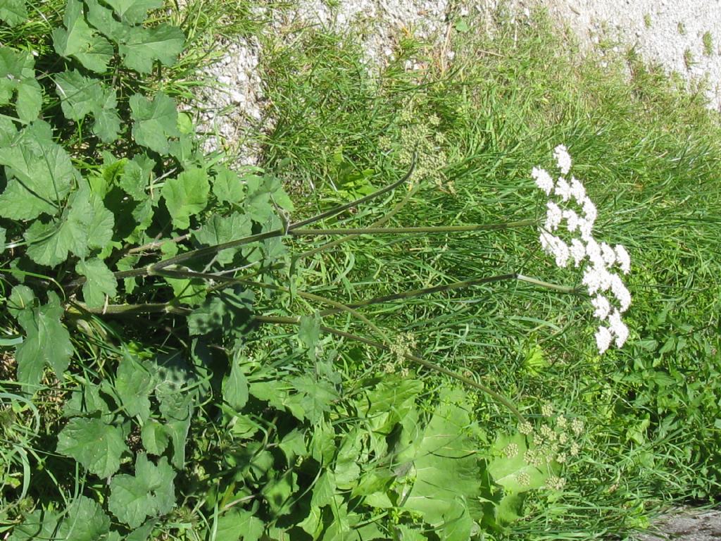 alla sorgente del fiume Lambro - Heracleum sphondylium