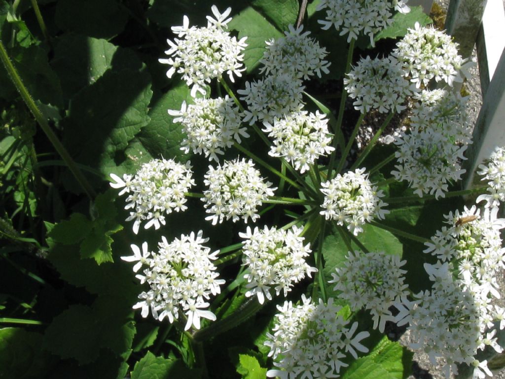 alla sorgente del fiume Lambro - Heracleum sphondylium