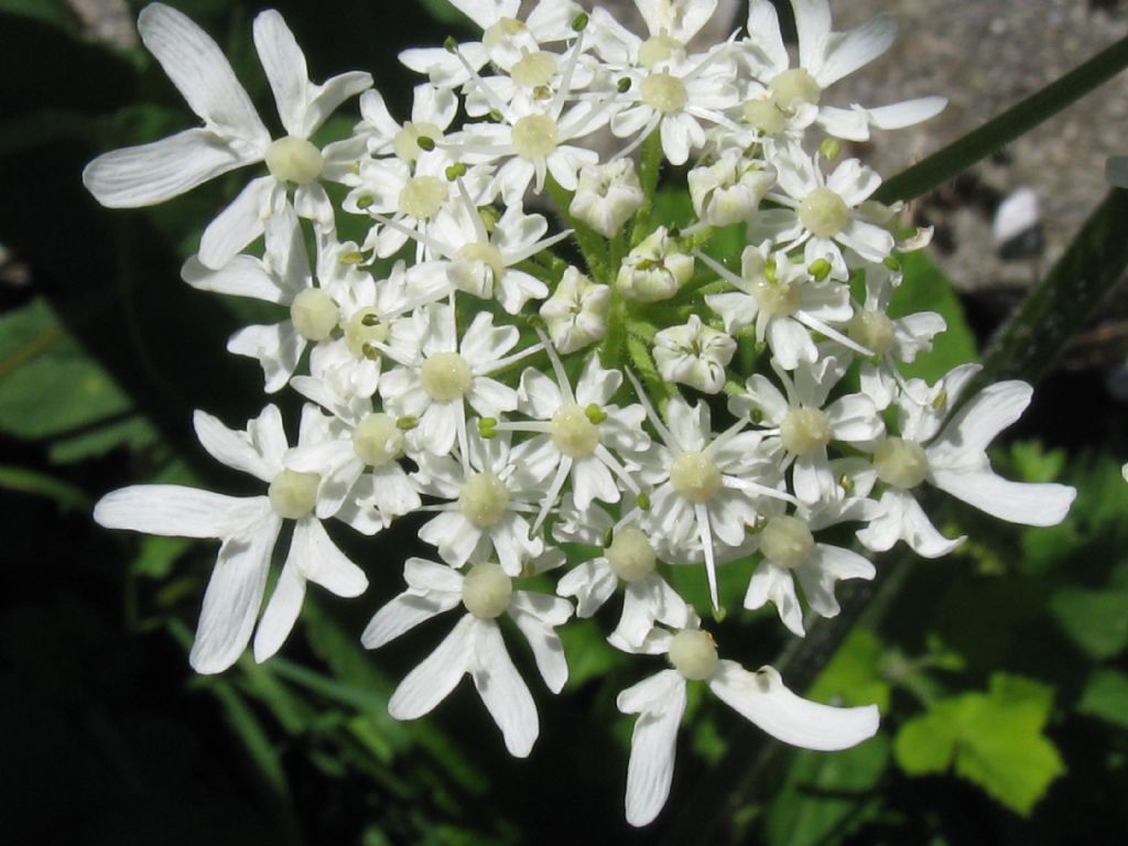 alla sorgente del fiume Lambro - Heracleum sphondylium