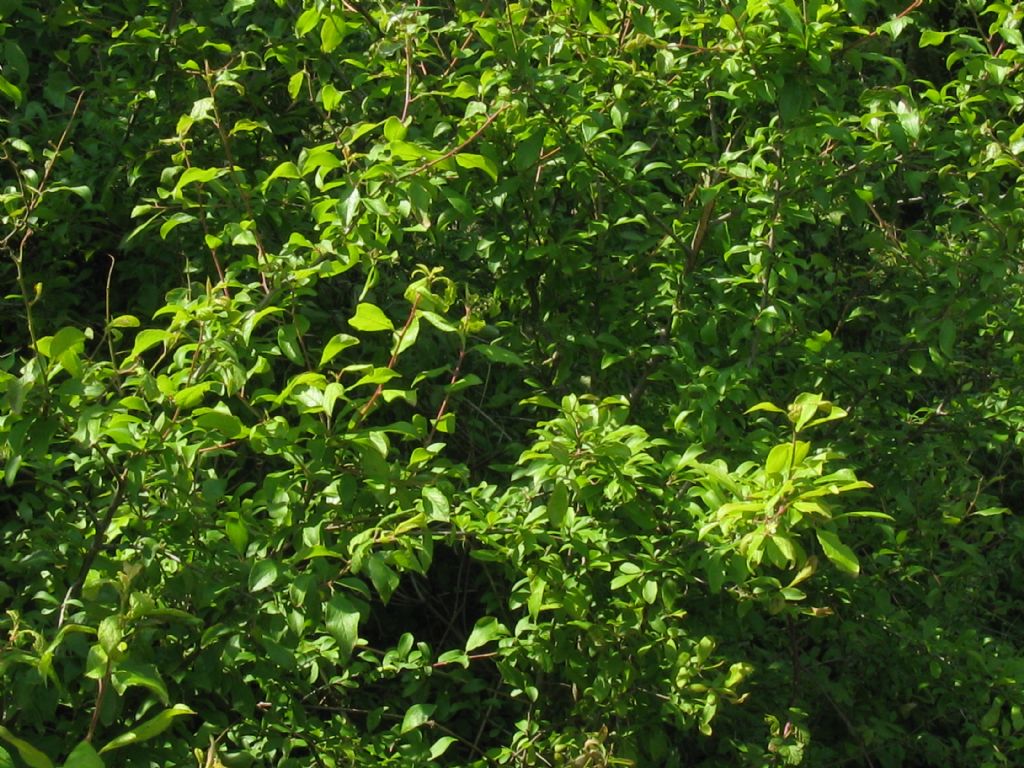 arbusto/albero da frutto selvatico? Prunus  cfr. domestica insititia