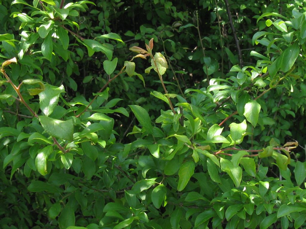 arbusto/albero da frutto selvatico? Prunus  cfr. domestica insititia