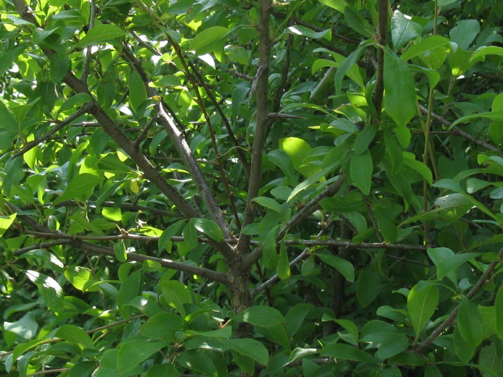 arbusto/albero da frutto selvatico? Prunus  cfr. domestica insititia