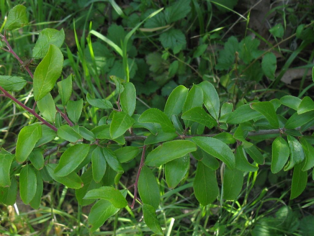 arbusto/albero da frutto selvatico? Prunus  cfr. domestica insititia