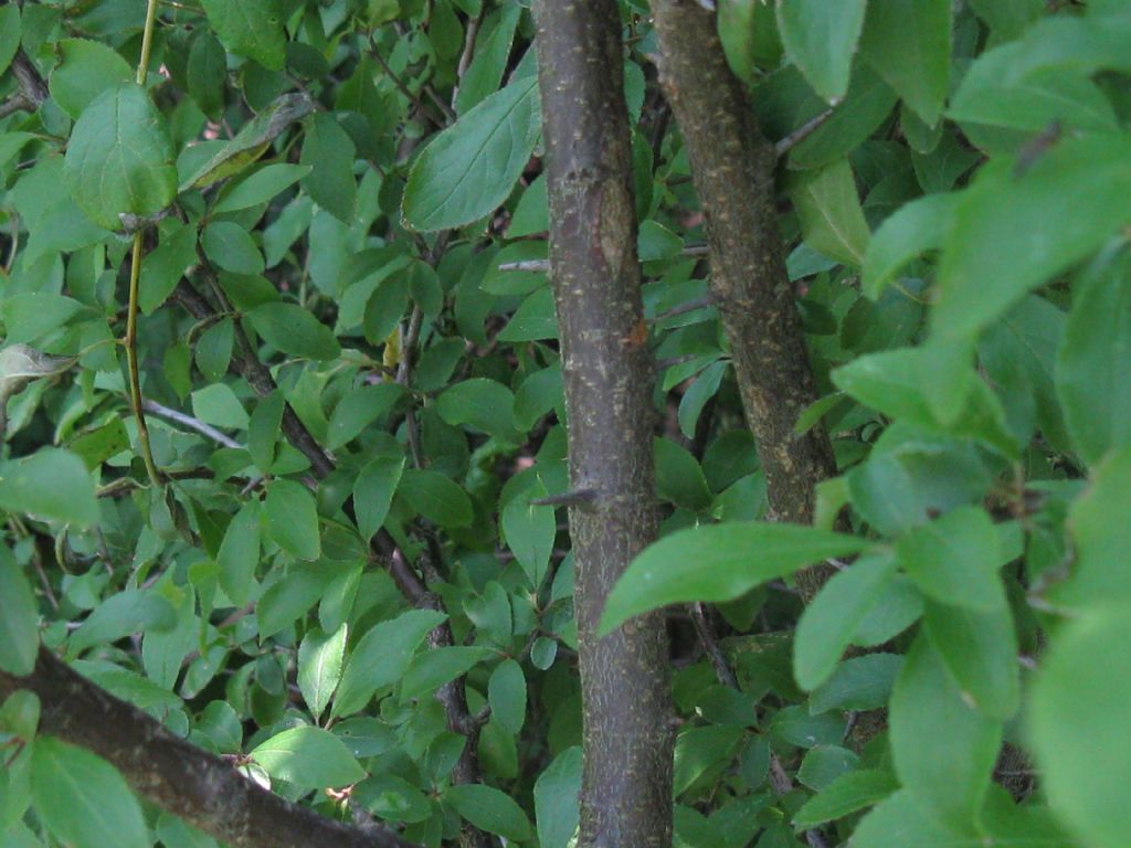 arbusto/albero da frutto selvatico? Prunus  cfr. domestica insititia