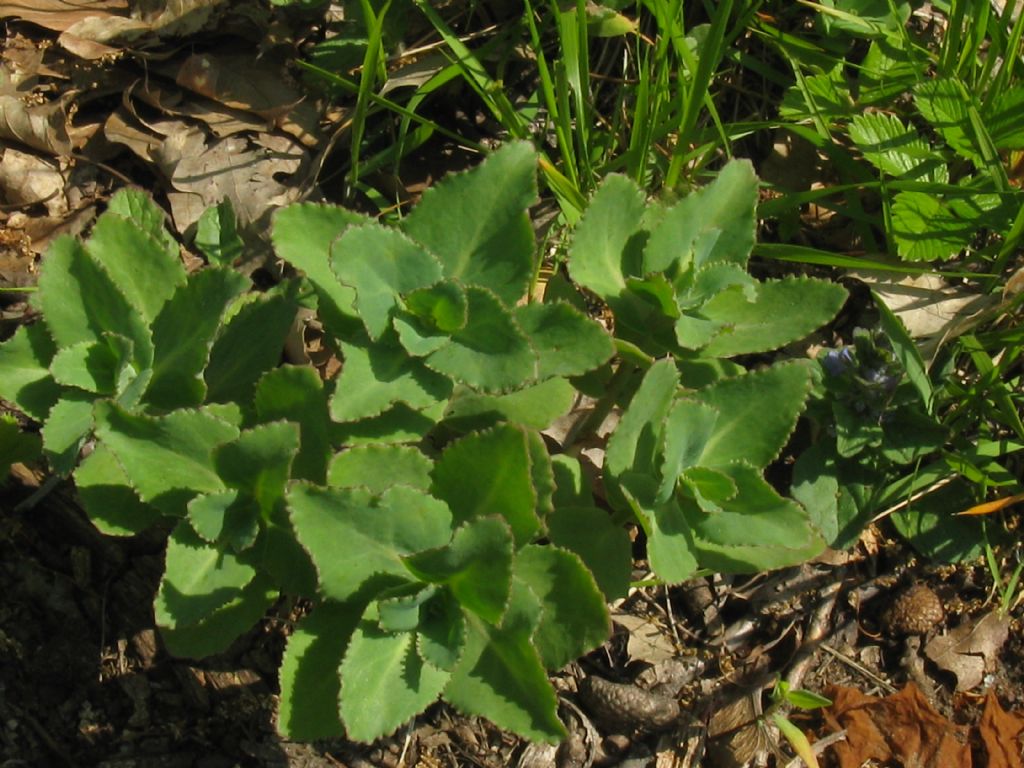 succulenta spontanea: Hylotelephium maximum (Crassulaceae)