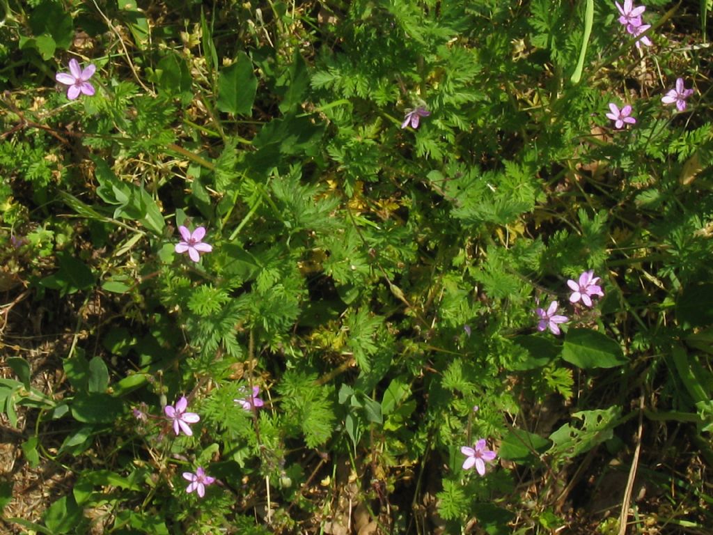 Erodium?