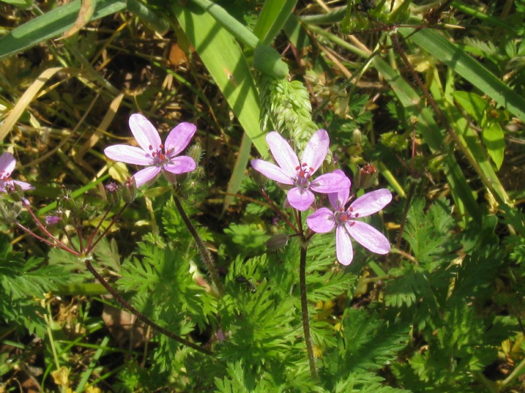 Erodium?