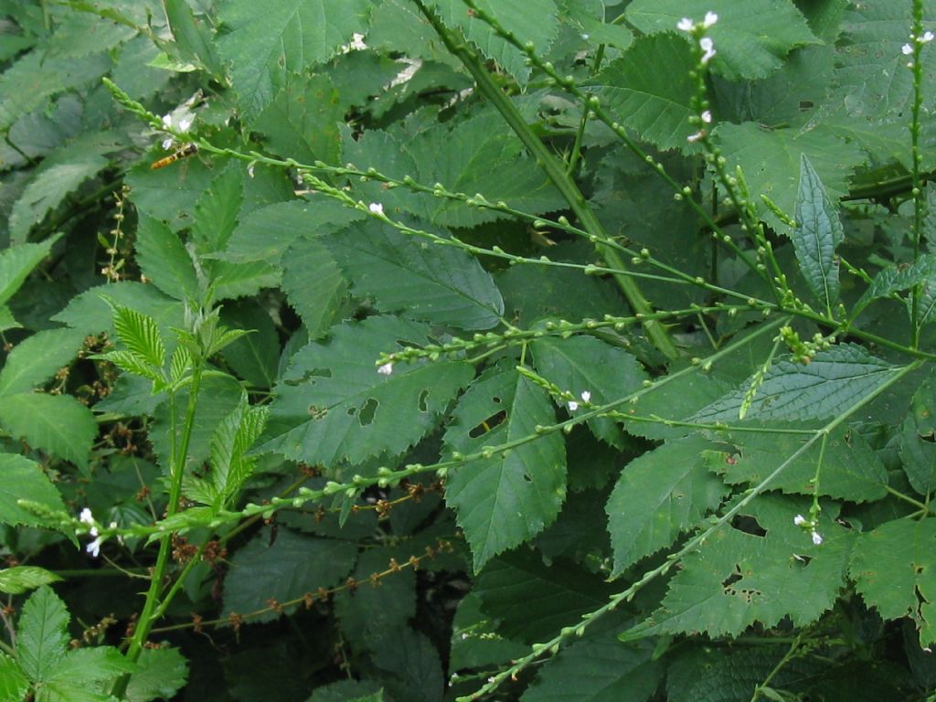 Verbena officinalis