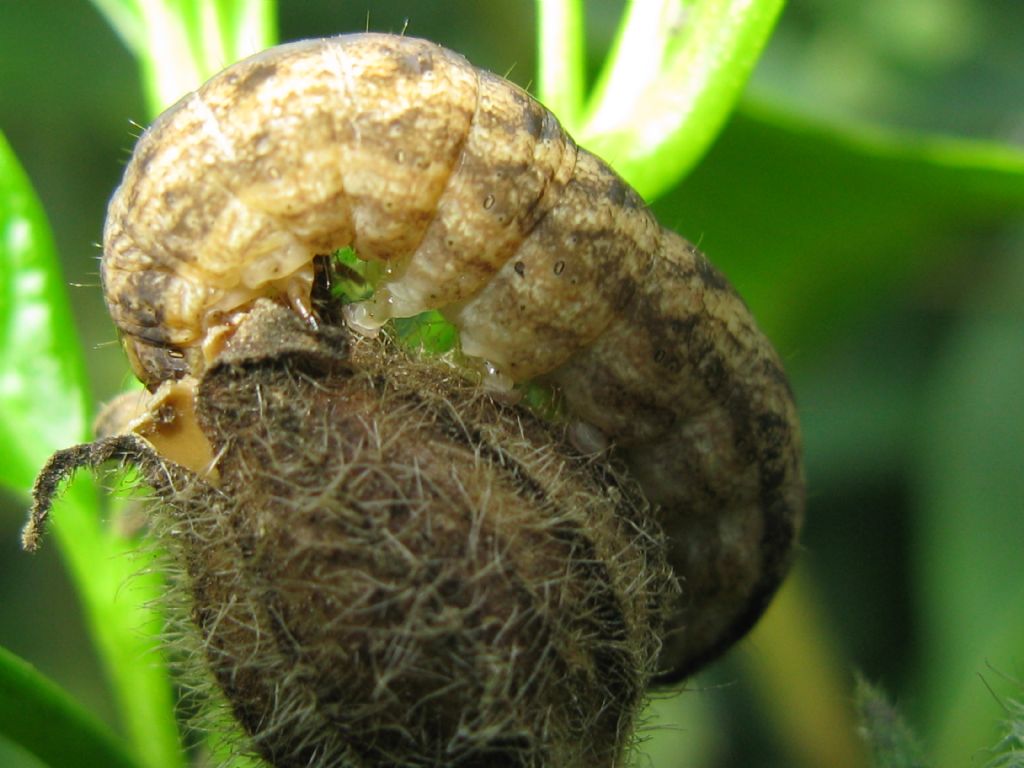 bruco su capsula seminifera:  Hadena sp., Noctuidae