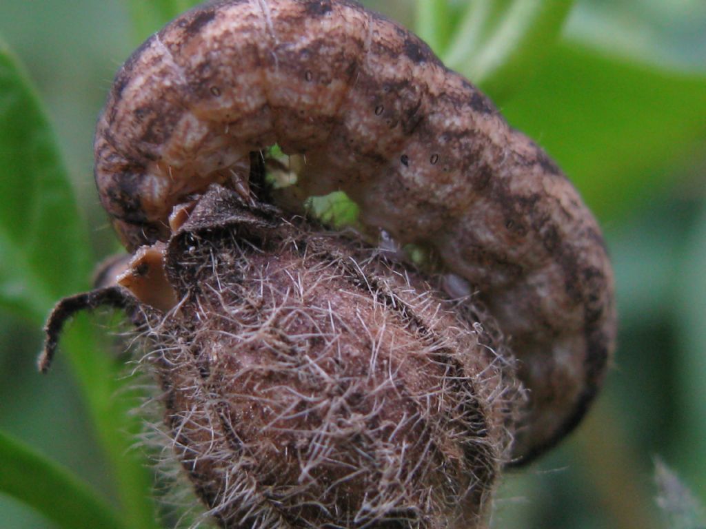 bruco su capsula seminifera:  Hadena sp., Noctuidae