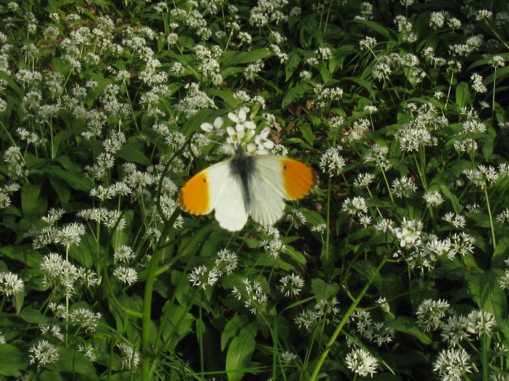 Anthocharis cardamines, Pieridae