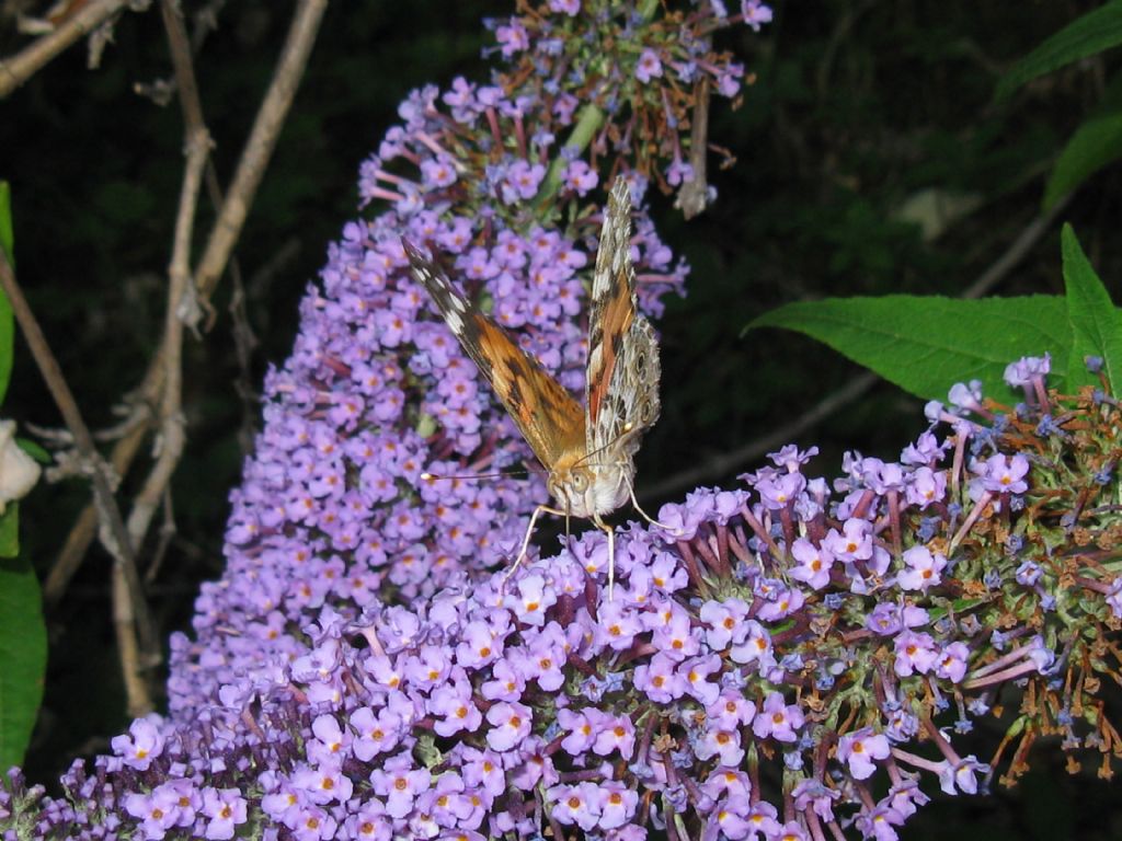 Vanessa cardui, Nymphalidae