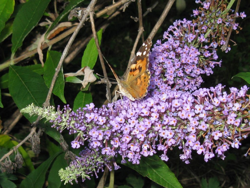 Vanessa cardui, Nymphalidae