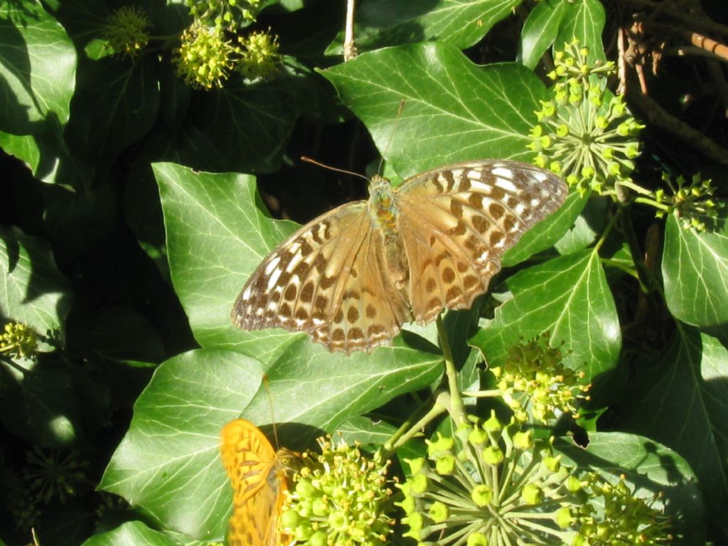 Argynnis (Argynnis) paphia f. valesina, Nymphalidae