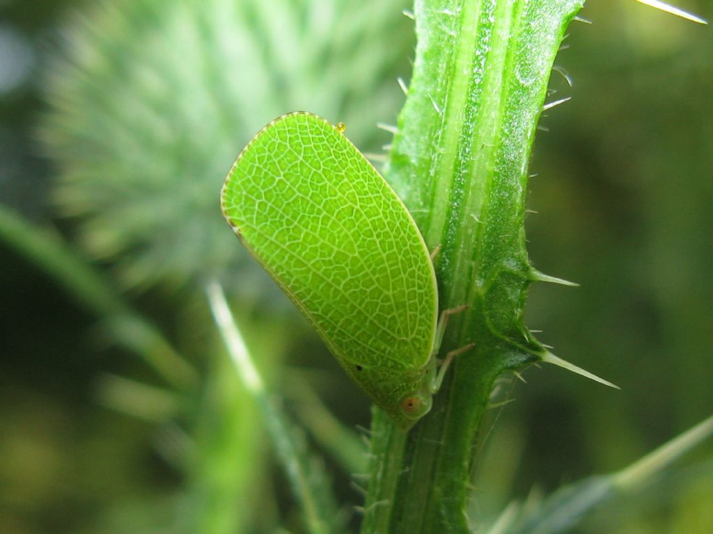 Fulgoromorpha: Metcalfa pruinosa ?  No,  Acanalonia conica (Acanaloniidae)