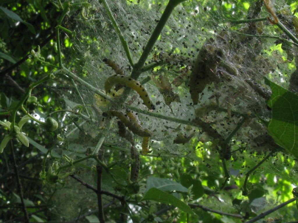 Bruchi - Yponomeutidae