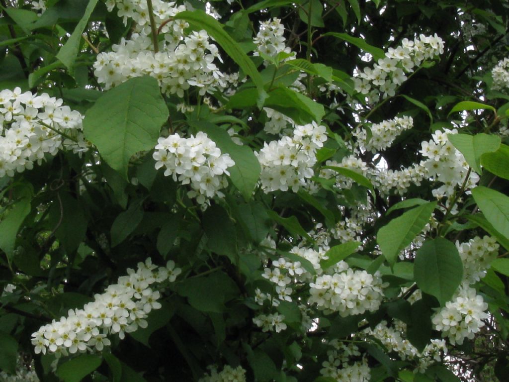 Prunus padus / Pado