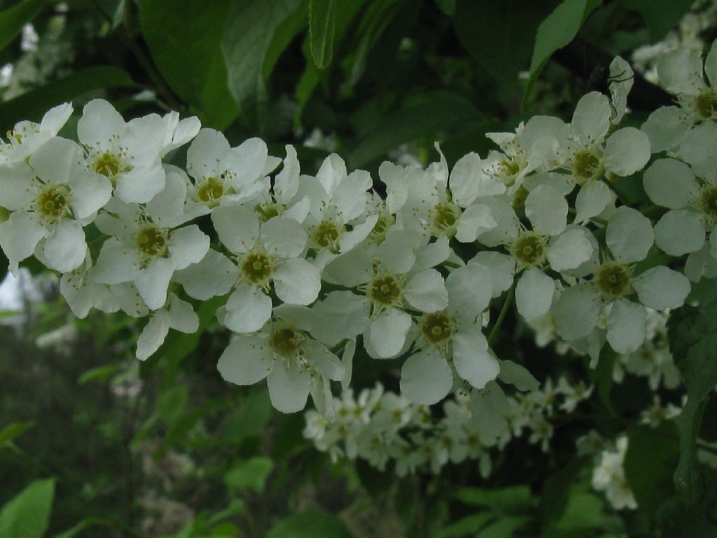 Prunus padus / Pado