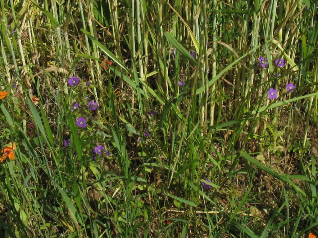 in un campo di grano: Legousia speculum-veneris (Campanulaceae)