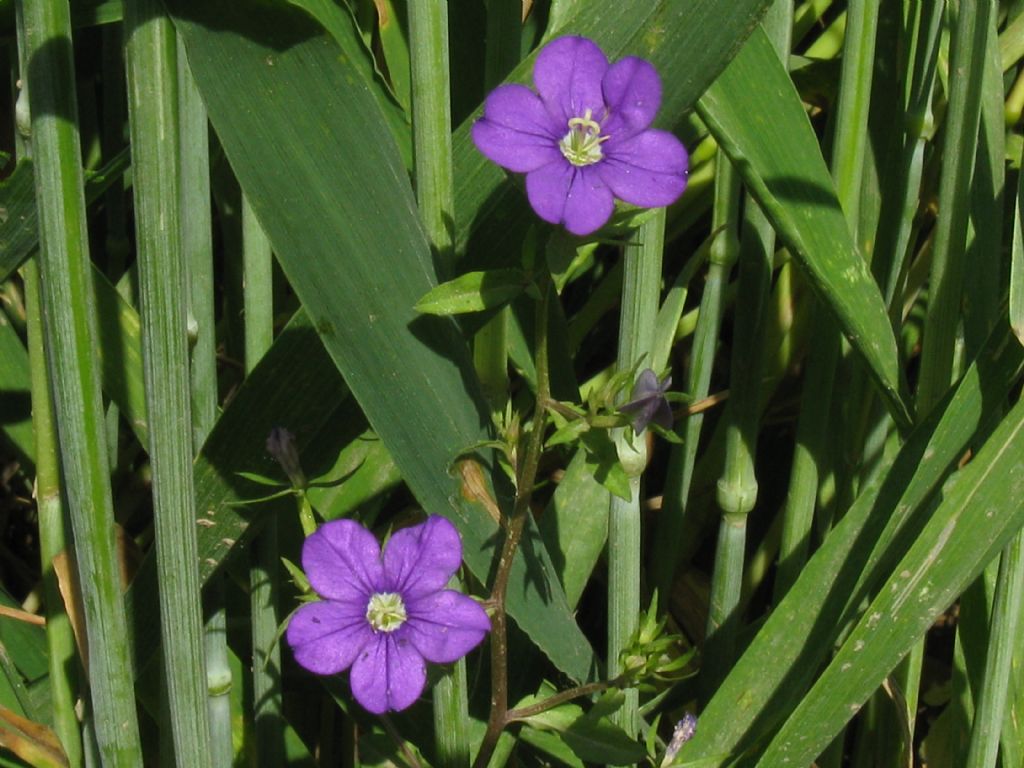 in un campo di grano: Legousia speculum-veneris (Campanulaceae)