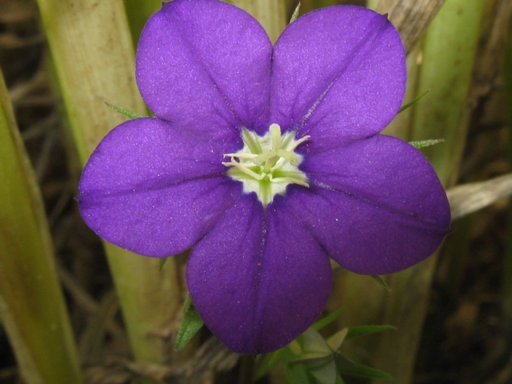 in un campo di grano: Legousia speculum-veneris (Campanulaceae)