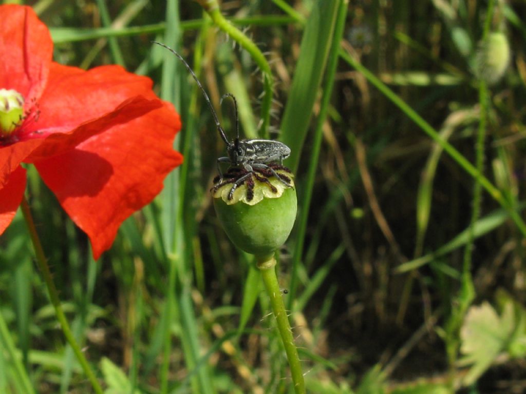 Agapanthia cardui (Cerambycidae)