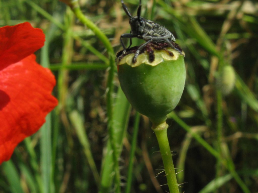 Agapanthia cardui (Cerambycidae)