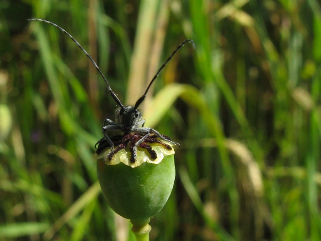 Agapanthia cardui (Cerambycidae)