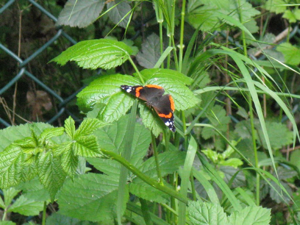 nel Parco di Monza:  Vanessa atalanta