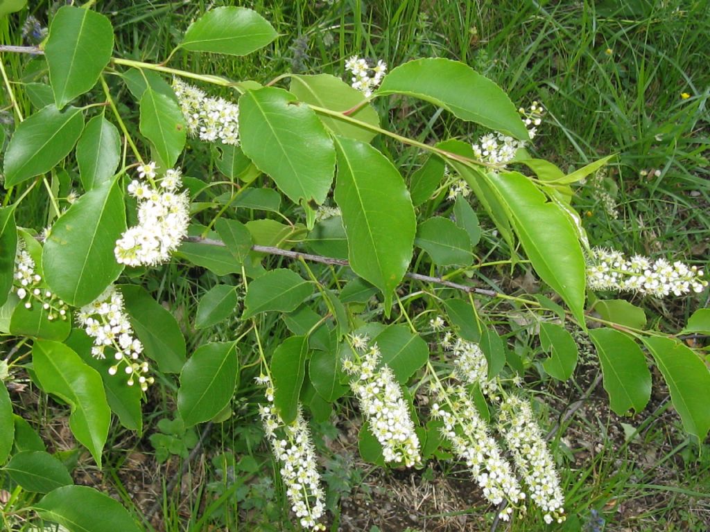 Prunus serotina / Ciliegio tardivo