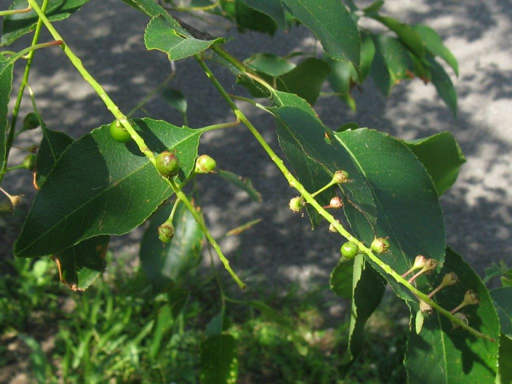 Prunus serotina / Ciliegio tardivo