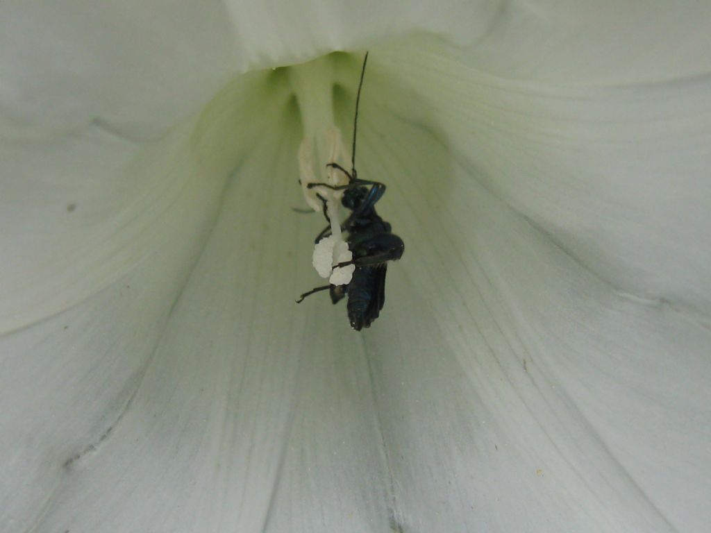 Oedemera nobilis, maschio, in un convolvolo bianco