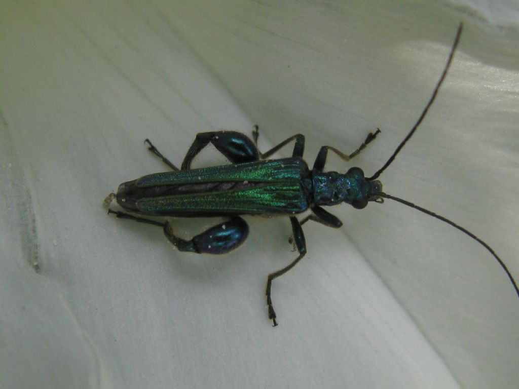 Oedemera nobilis, maschio, in un convolvolo bianco