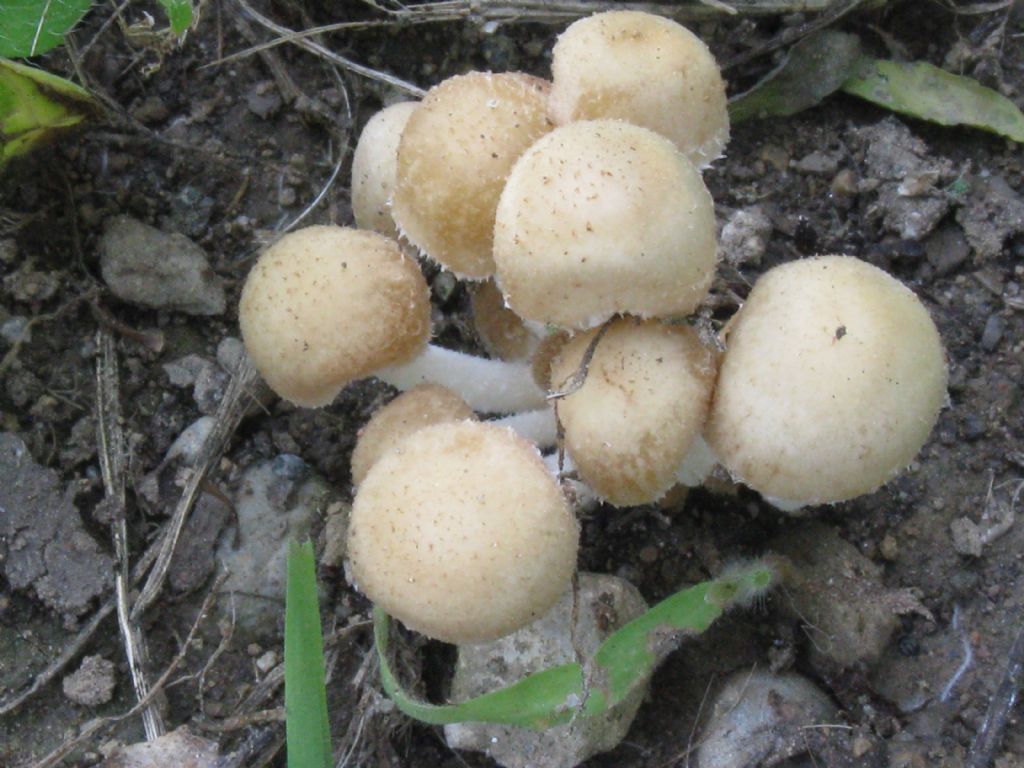 nel Parco di Monza:  Psathyrella candolleana