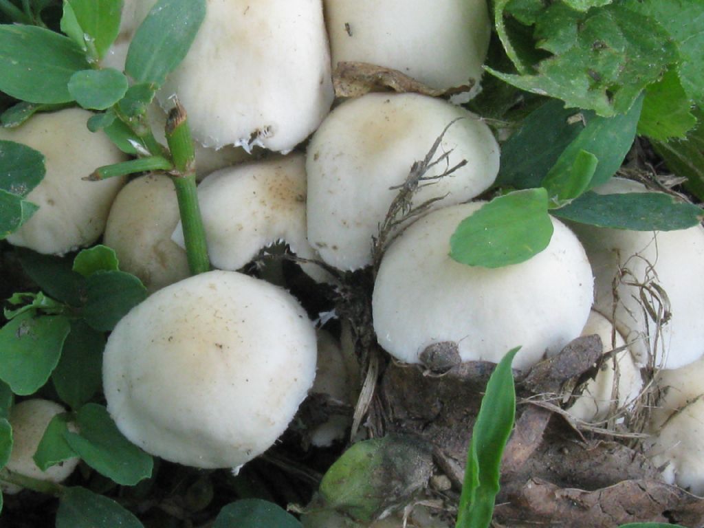 nel Parco di Monza:  Psathyrella candolleana