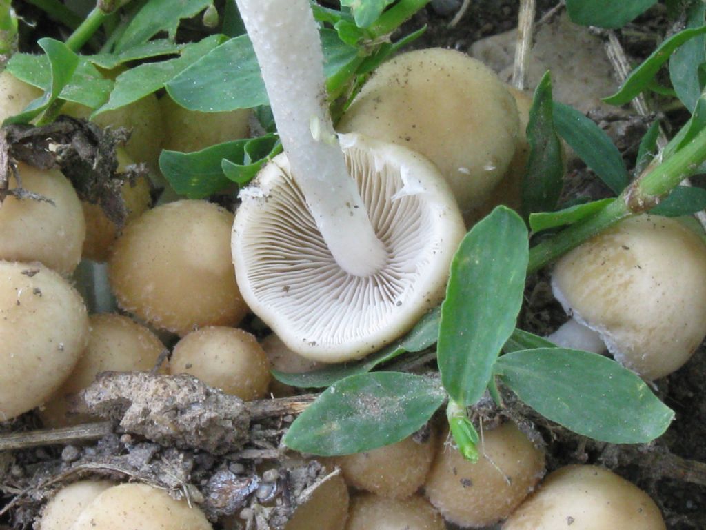 nel Parco di Monza:  Psathyrella candolleana