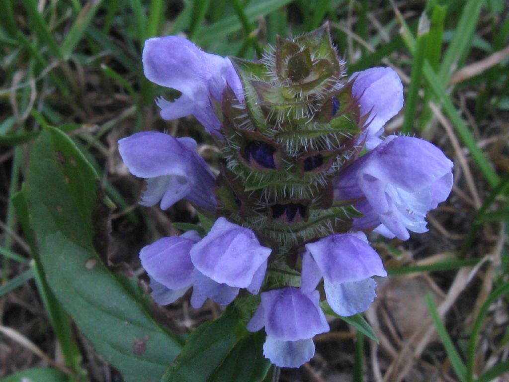 Prunella vulgaris?  S !