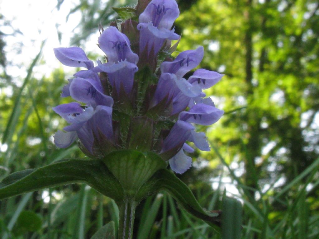 Prunella vulgaris?  S !