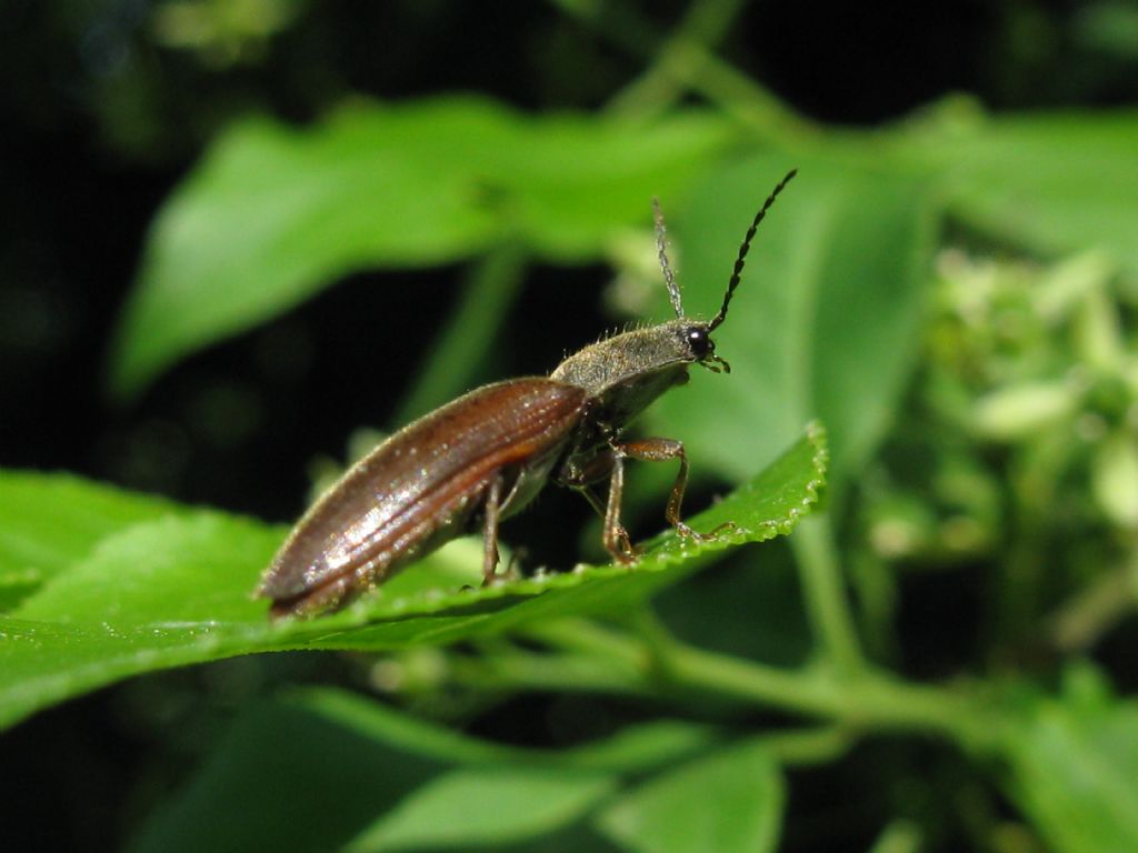 Elateridae: Athous sp.