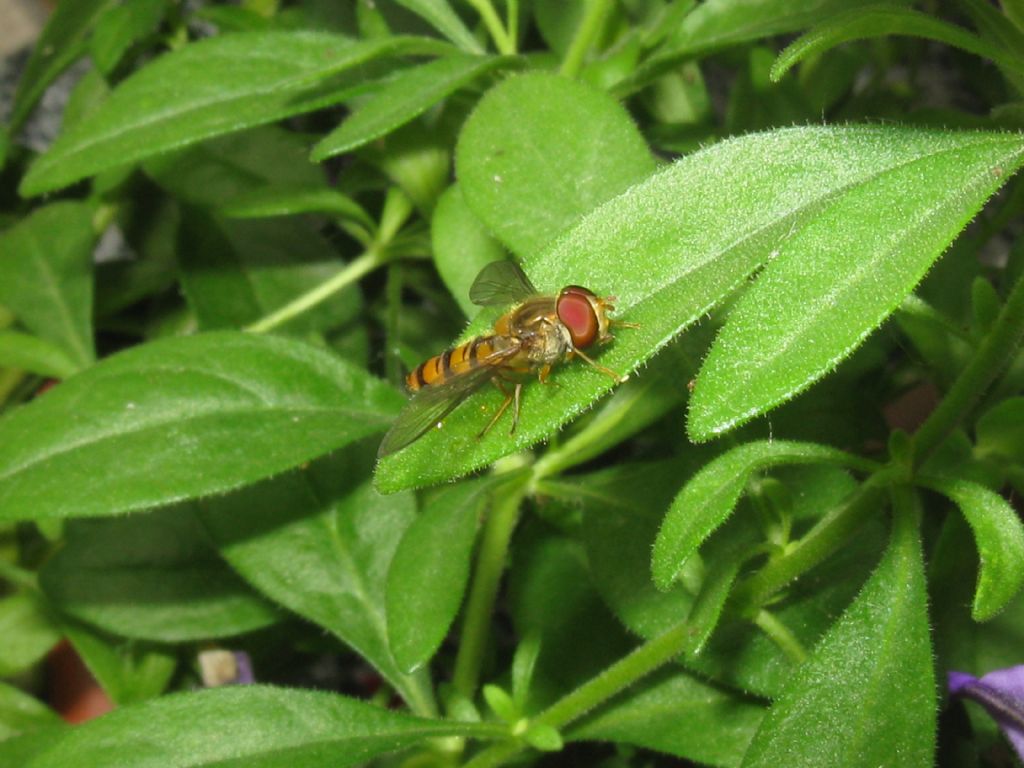 Episyrphus balteatus? Si, maschio