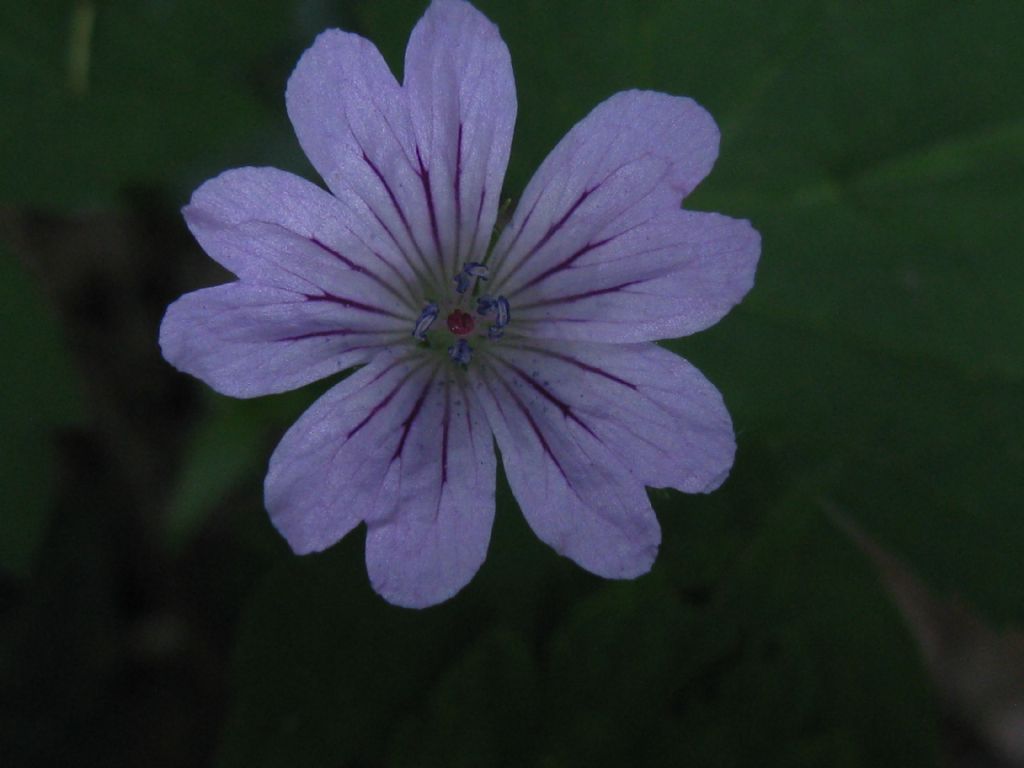 Geranium nodosum