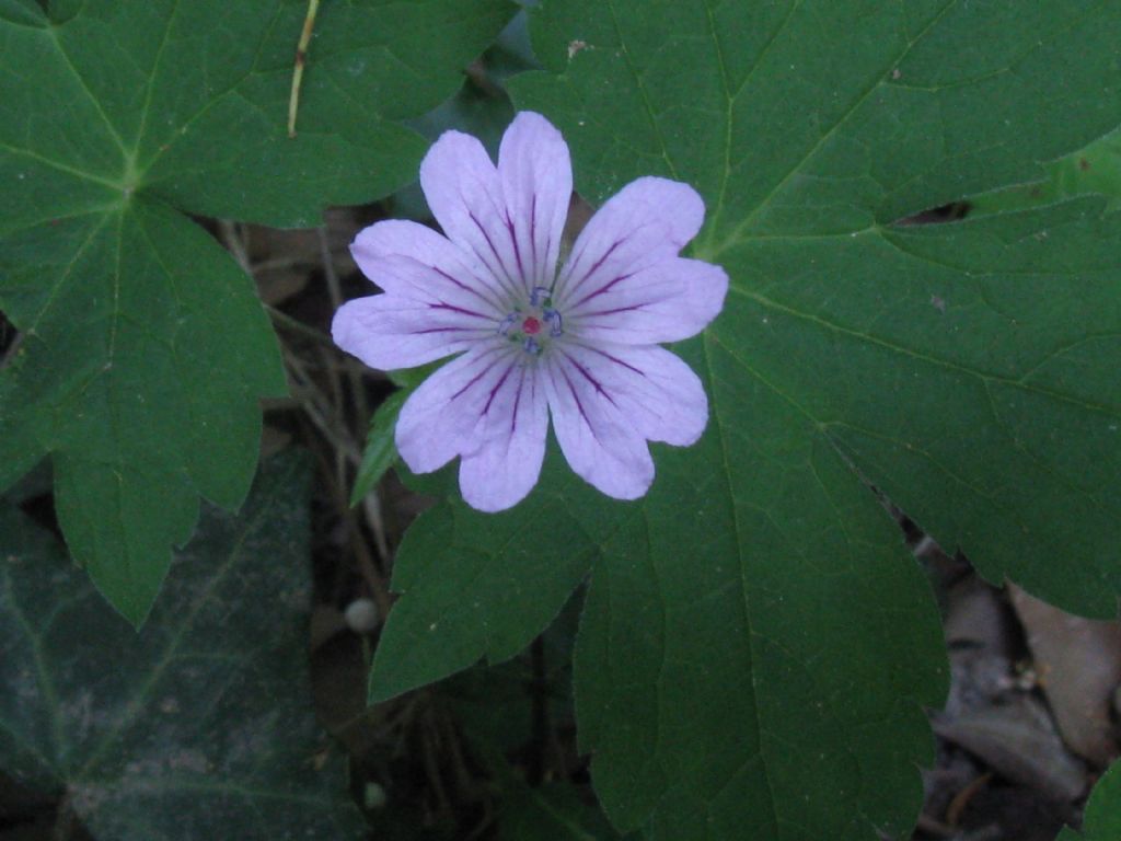 Geranium nodosum