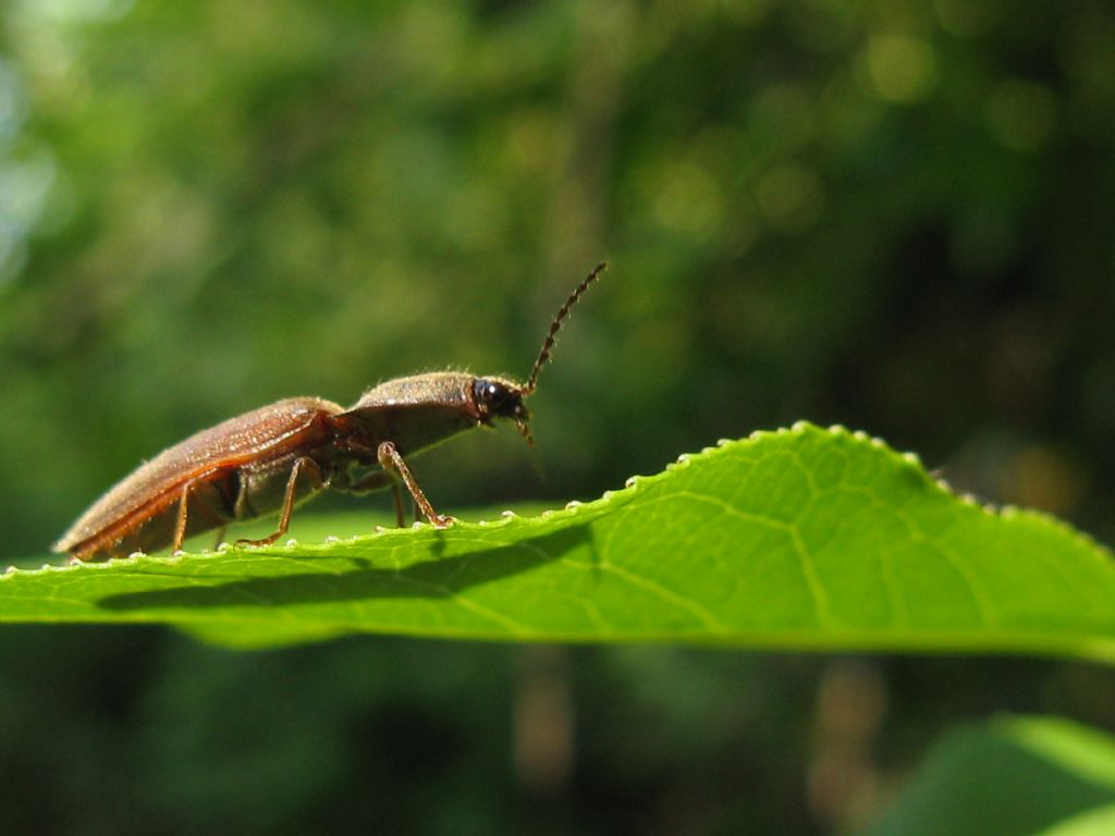 Elateridae: Athous sp.