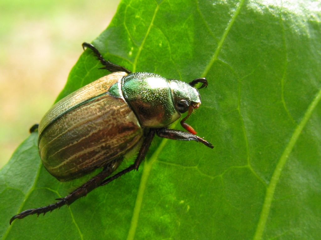 Cetoniidae? No, Rutelidae: Mimela junii