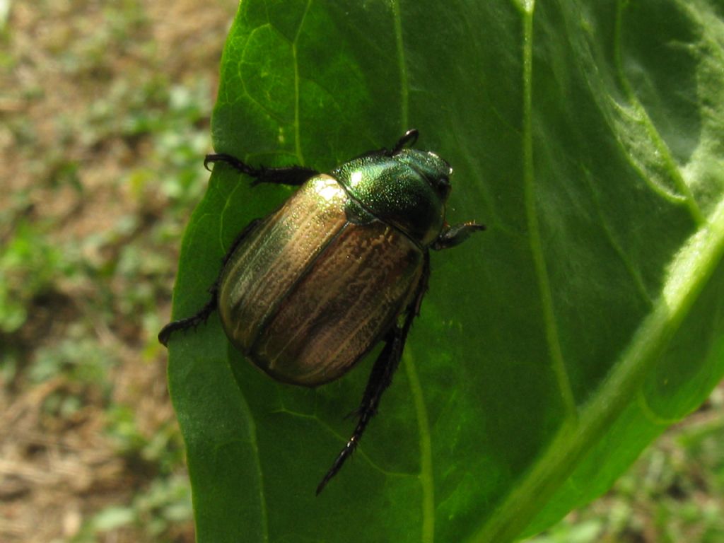 Cetoniidae? No, Rutelidae: Mimela junii