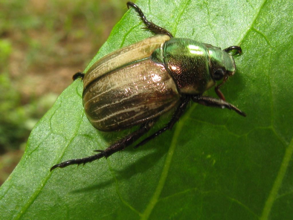 Cetoniidae? No, Rutelidae: Mimela junii