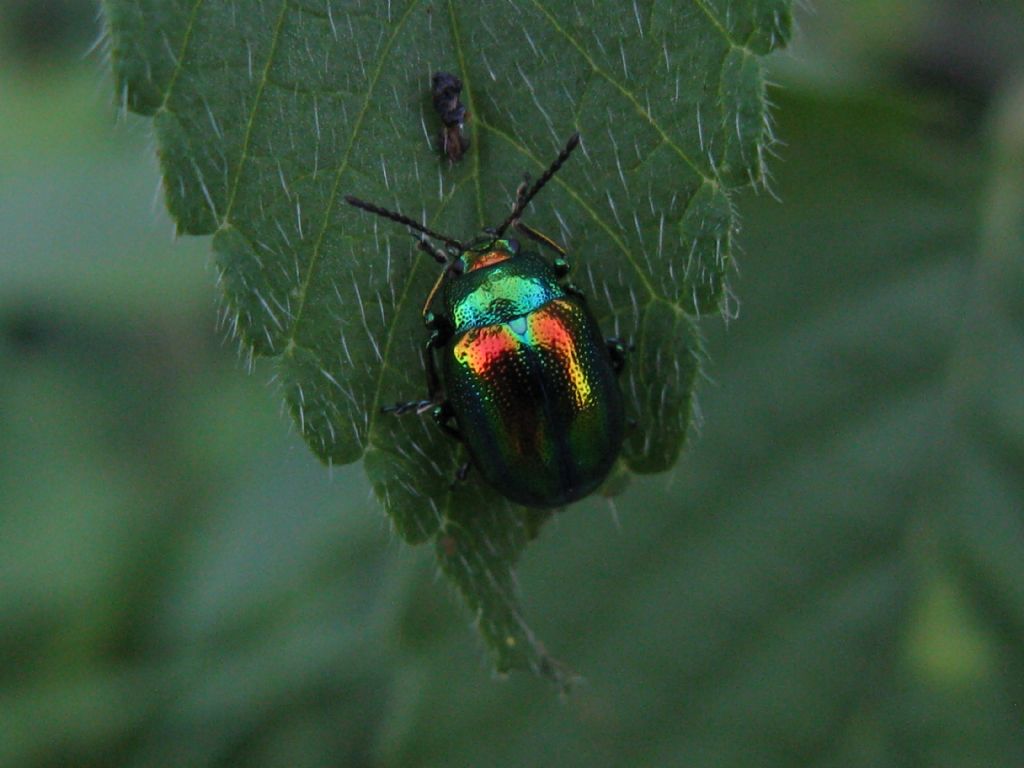 Chrysomelidae: Chrysolina fastuosa