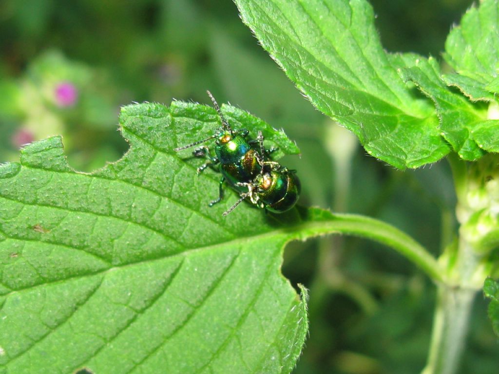 Chrysomelidae: Chrysolina fastuosa